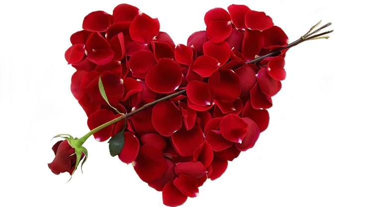 Valentine by Dynamite - Video Download